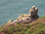 Le Cap Frhel en Bretagne