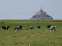 france brittany - mont saint michel