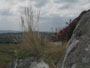 bretagna francia - forest