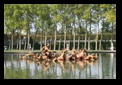 versailles - giardini reggia