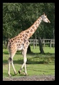 girafe