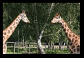 girafe