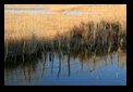 camargue