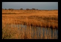 camargue