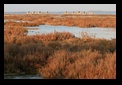 camargue