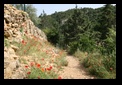 saint guilhem le dsert