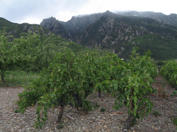 vineyards languedoc
