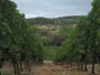 france south - vineyards