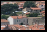 collioure