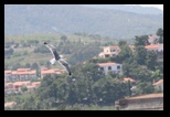 collioure