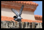 reproduction des pigeons  collioure
