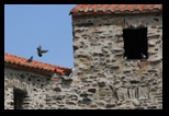 clocher glise notre-dame des anges  collioure